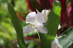 Hedychium coronarium image