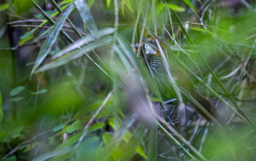 Falcated Wren-Babbler (Ptilocichla falcata), photo 3