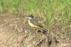 Motacilla flava cinereocapilla