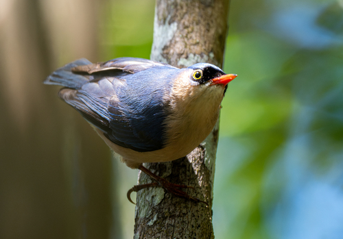 Velvet-fronted Nuthatch (Sitta frontalis), photo 4