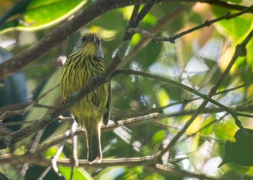Palawan Striped Babbler (Zosterornis hypogrammicus), photo 4