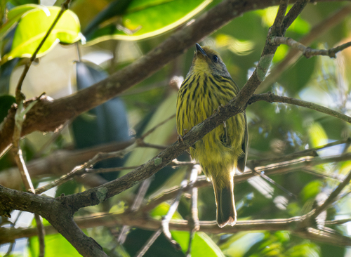 Palawan Striped Babbler (Zosterornis hypogrammicus), photo 10