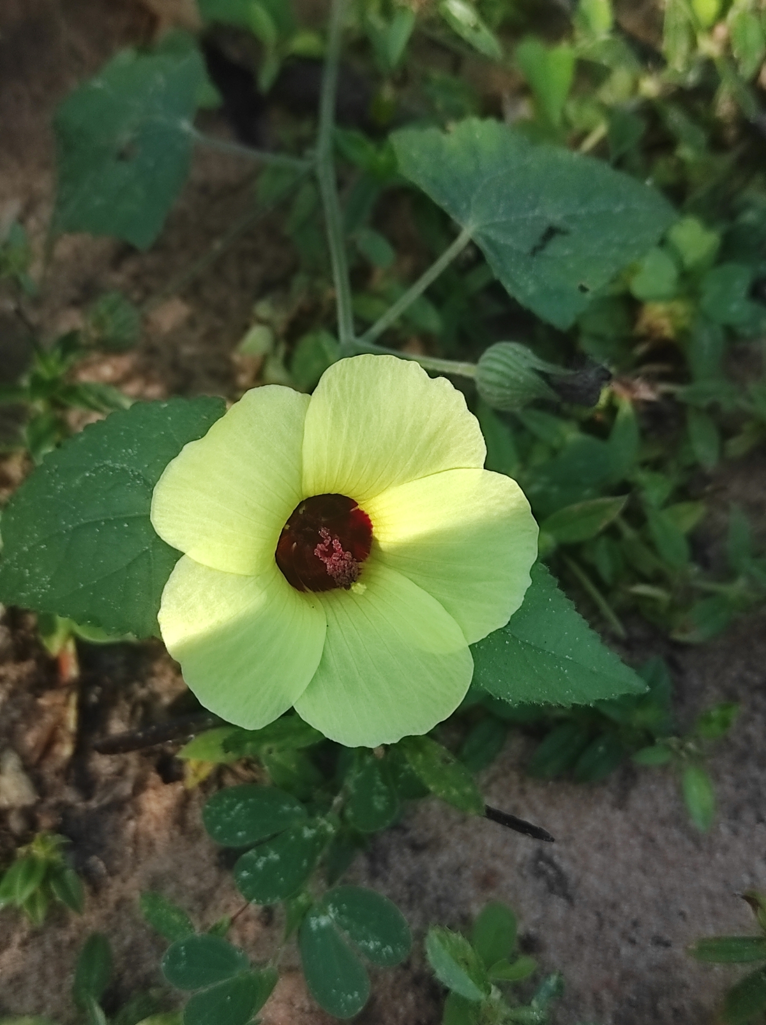 Pavonia cancellata