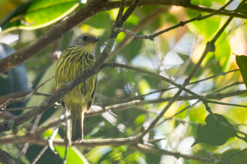 Palawan Striped Babbler (Zosterornis hypogrammicus), photo 5