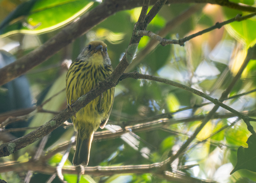 Palawan Striped Babbler (Zosterornis hypogrammicus), photo 6