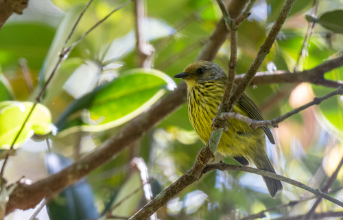 Palawan Striped Babbler (Zosterornis hypogrammicus), photo 7