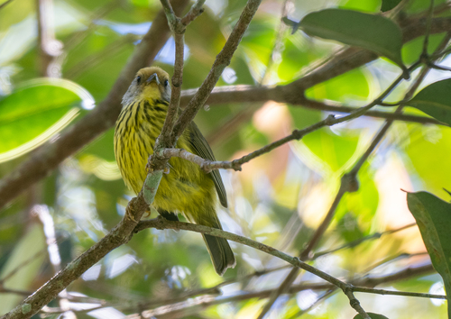 Palawan Striped Babbler (Zosterornis hypogrammicus), photo 8