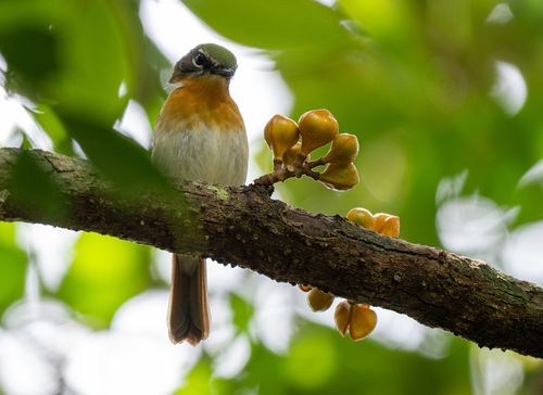 Palawan Blue Flycatcher (Cyornis lemprieri), photo 4