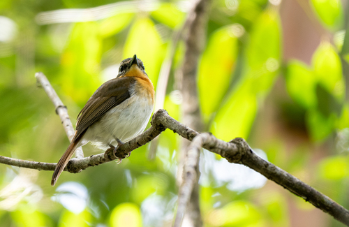 Palawan Blue Flycatcher (Cyornis lemprieri), photo 5