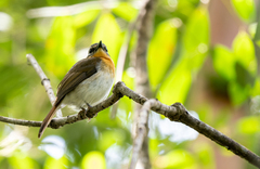 Palawan Blue Flycatcher photo 2
