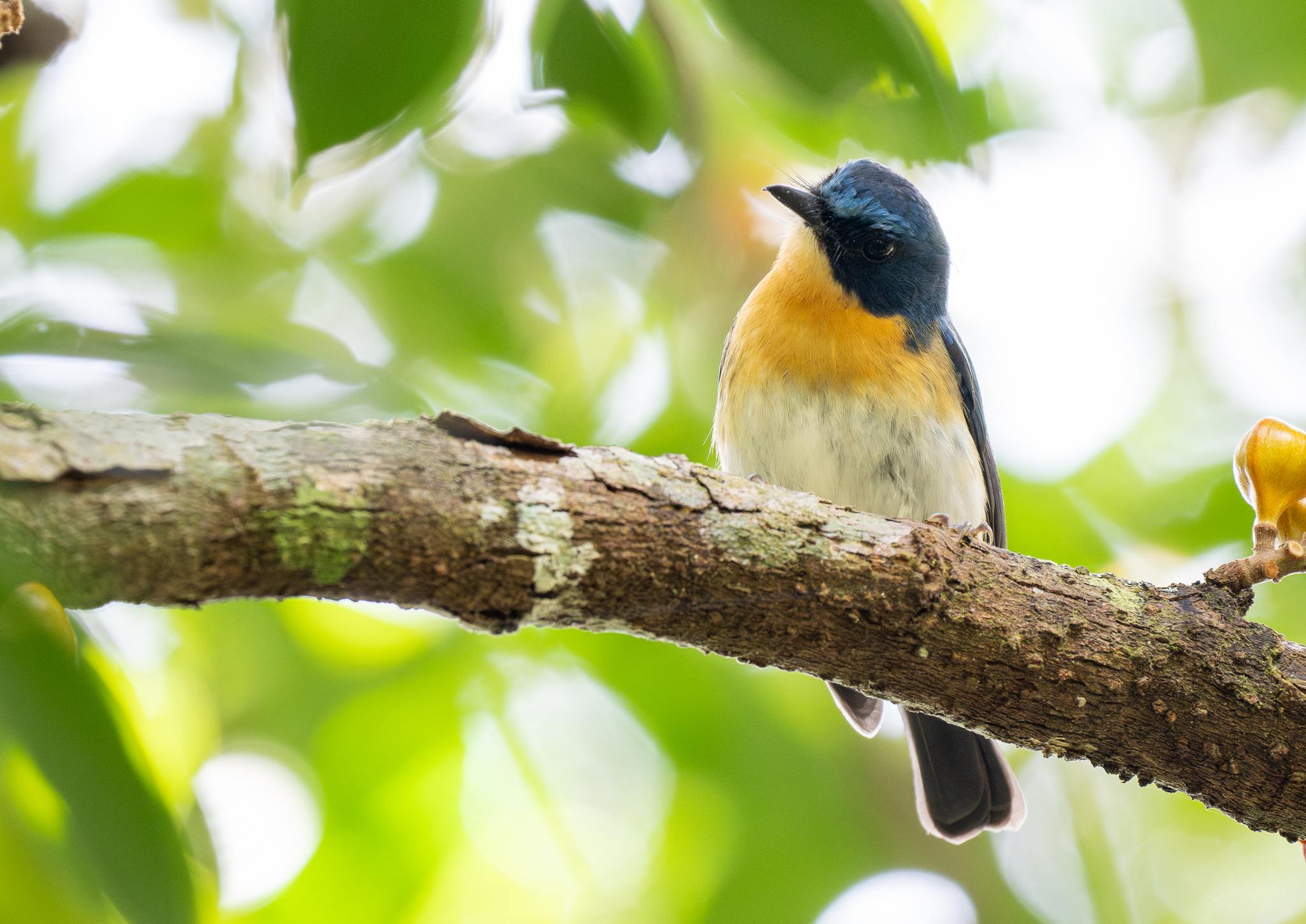Palawan Blue Flycatcher illustration