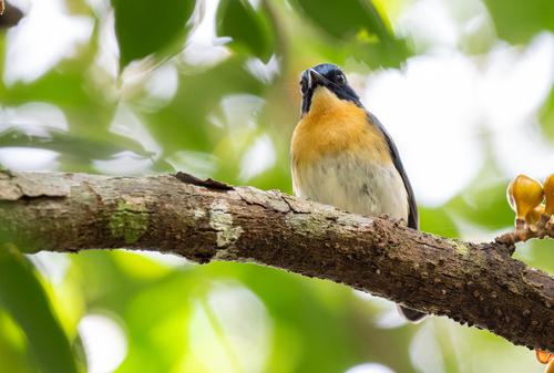 Palawan Blue Flycatcher (Cyornis lemprieri), photo 10