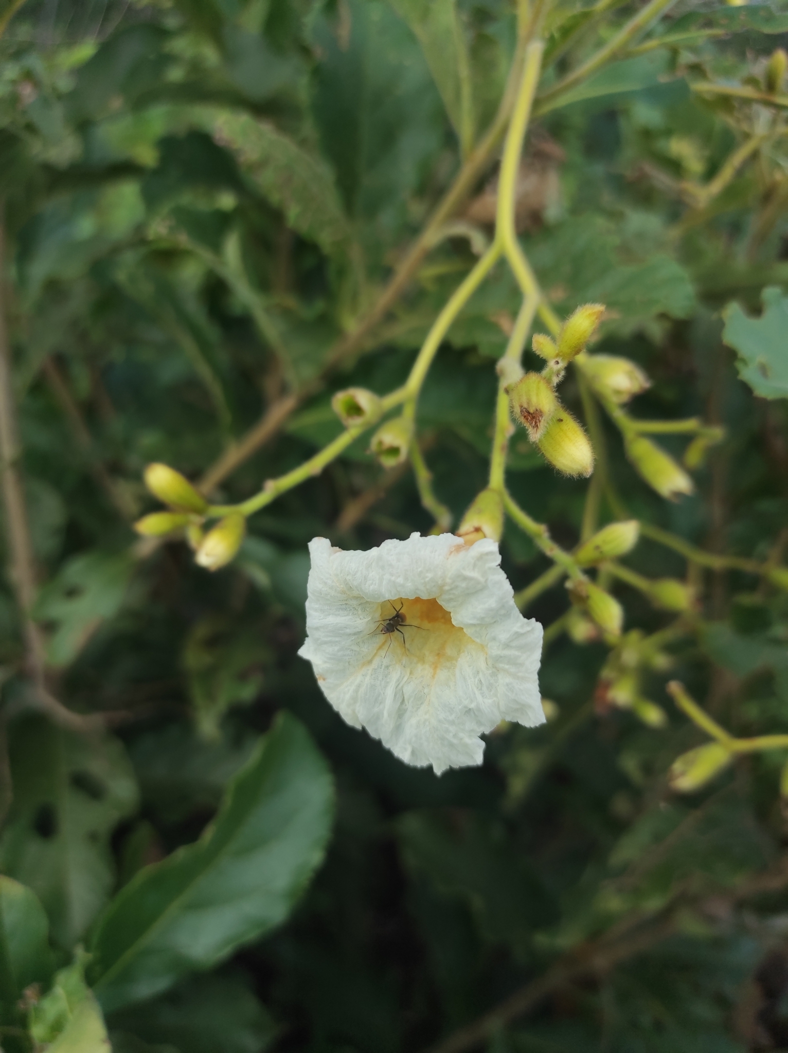 Cordia rufescens