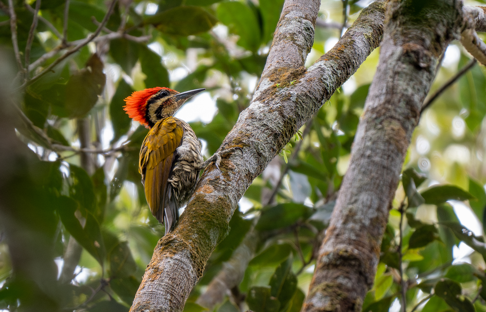 Spot-throated Flameback (Dinopium everetti), photo 9