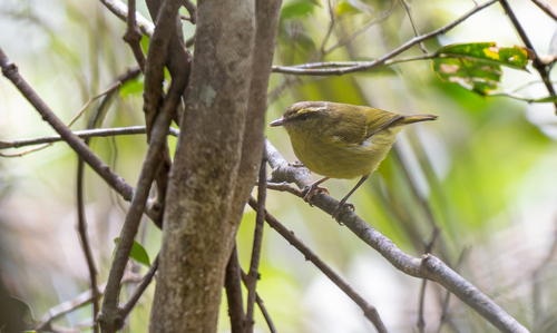 Negros Leaf Warbler (Phylloscopus nigrorum), photo 4