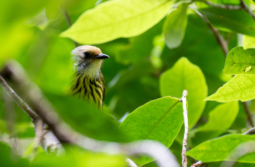 Palawan Striped Babbler (Zosterornis hypogrammicus), photo 2