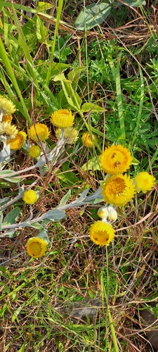 Image of Helichrysum decorum by (c) Mmatjie Mashao, some rights reserved (CC BY-SA)
