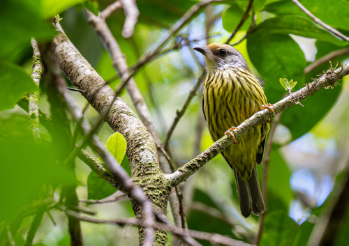 Palawan Striped Babbler (Zosterornis hypogrammicus)