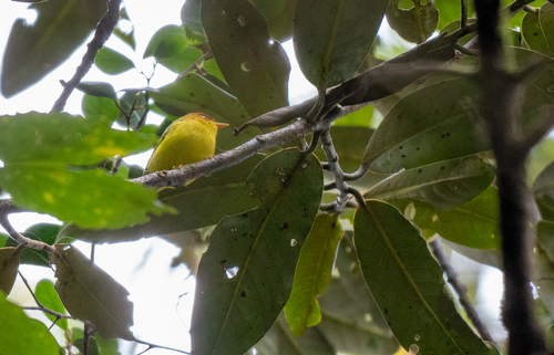 Yellow-breasted Warbler (Phylloscopus montis), photo 4