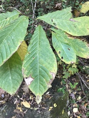 Asimina triloba