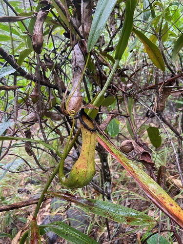 Nepenthes philippinensis