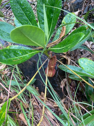 Nepenthes philippinensis