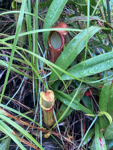 Nepenthes philippinensis