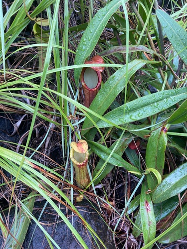 Nepenthes philippinensis