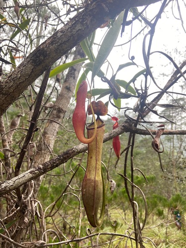 Nepenthes philippinensis