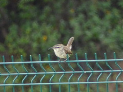 Campylorhynchus jocosus