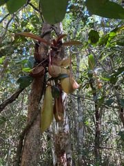 Nepenthes philippinensis