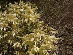 Clematis foetida