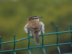 Campylorhynchus jocosus