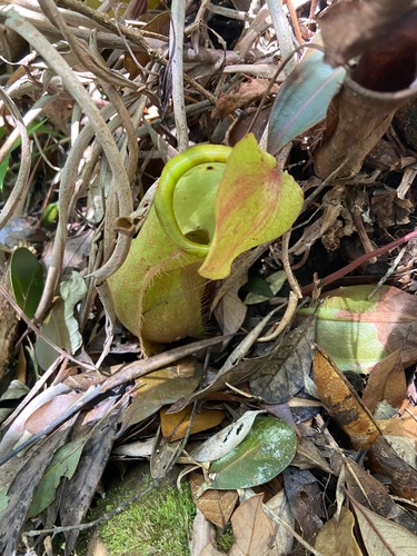 Nepenthes philippinensis