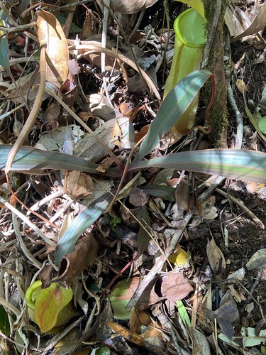 Nepenthes philippinensis