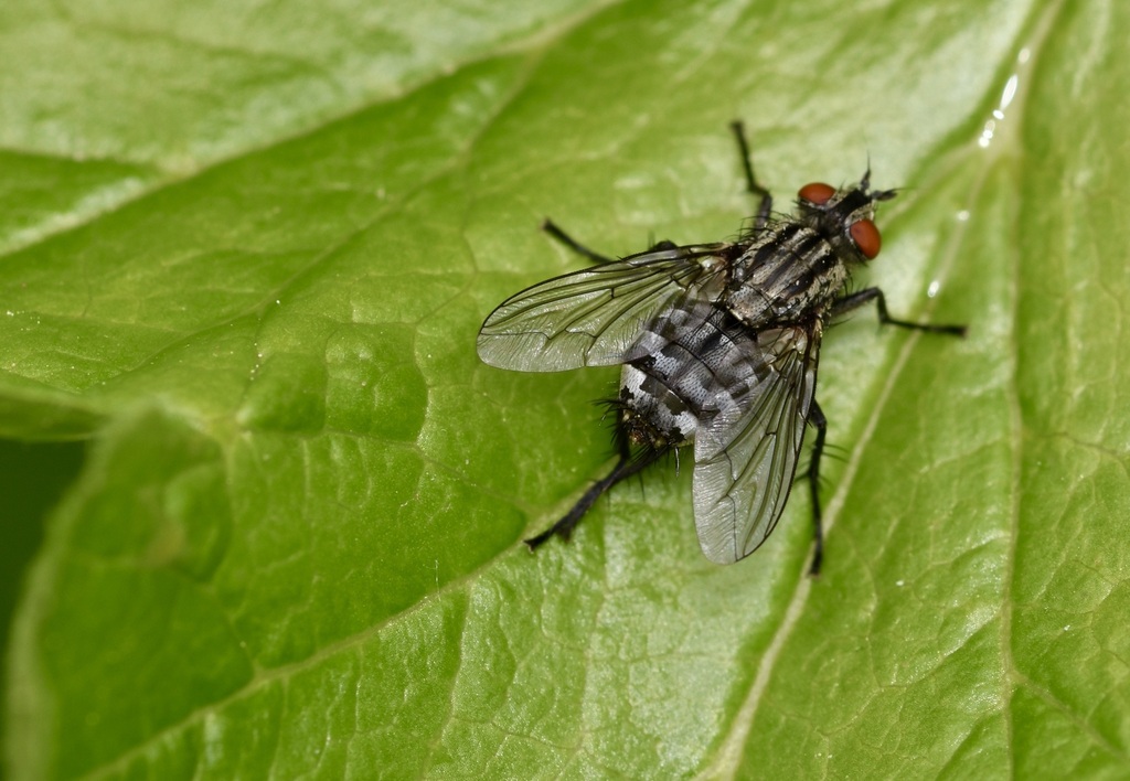 Bot Flies, Blow Flies, and Allies from Watermael, Watermael-Boitsfort ...