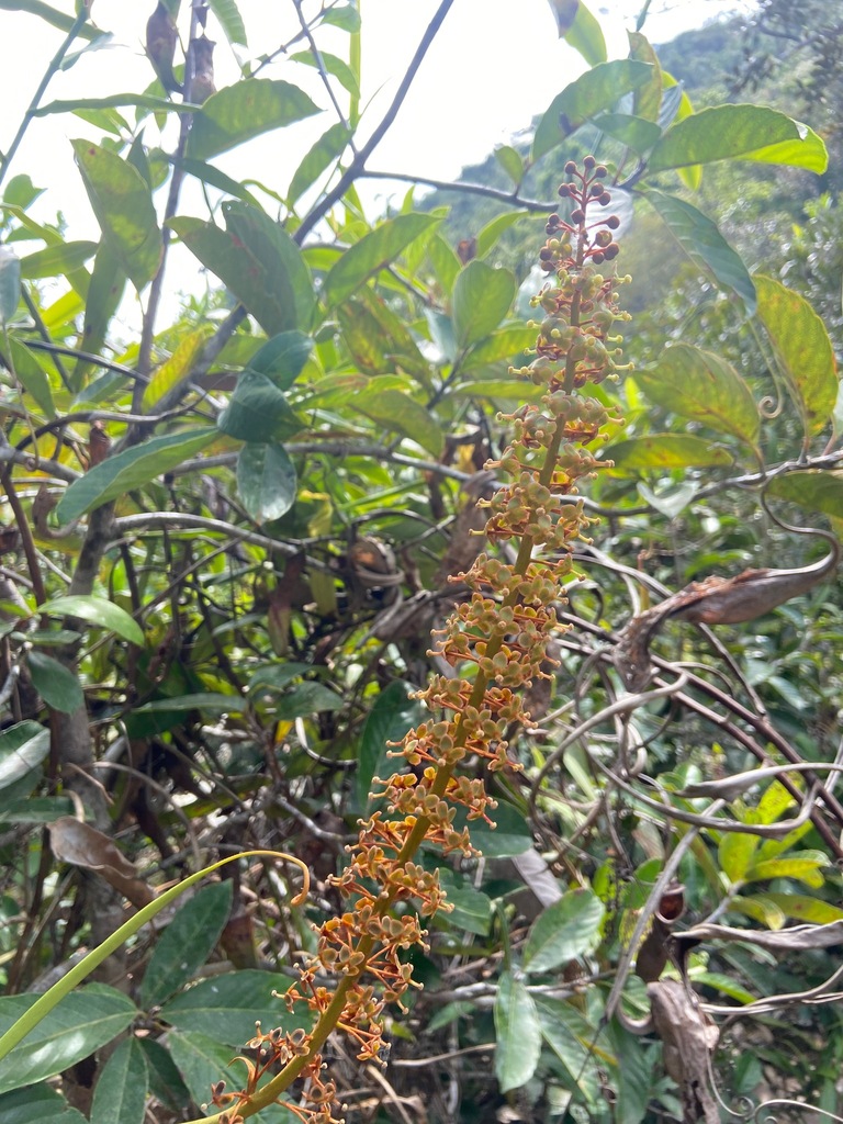 Nepenthes philippinensis, Narra, Palawan, Philippines