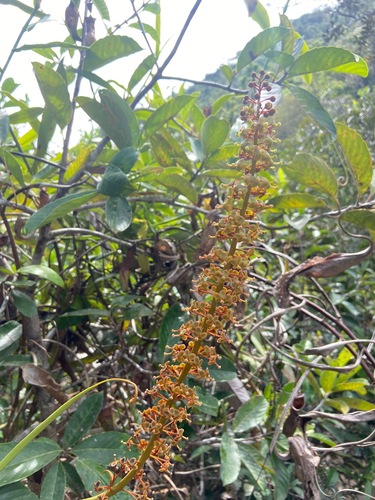 Nepenthes philippinensis