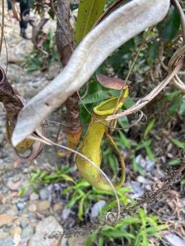 Nepenthes philippinensis