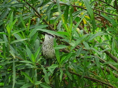 Campylorhynchus jocosus