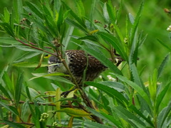 Campylorhynchus jocosus