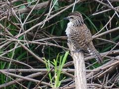 Campylorhynchus jocosus