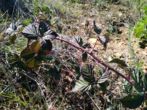 Image of Rubus affinis by (c) De Waal Hugo, some rights reserved (CC BY)