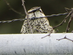 Campylorhynchus jocosus