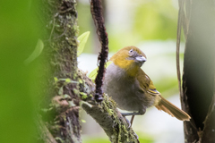 Chlorospingus flavigularis