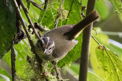 Basileuterus tristriatus