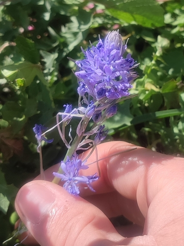 Image of Hyacinthoides italica by (c) Samuel GUIRAUDOU, some rights reserved (CC BY)