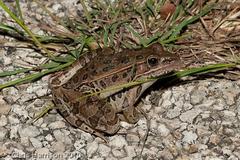 Lithobates sphenocephalus utricularius