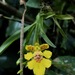 Erycina crista-galli - Photo (c) desertnaturalist, algunos derechos reservados (CC BY), subido por desertnaturalist