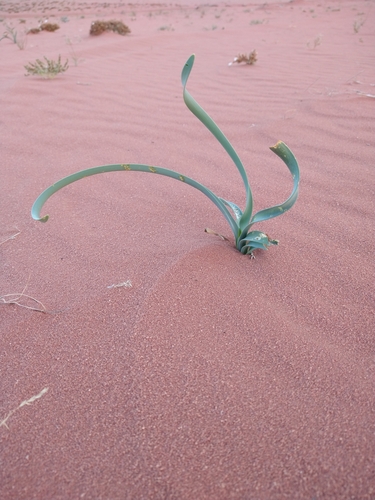 Image of Pancratium sickenbergeri by (c) Matthew Rozanoff, some rights reserved (CC BY)